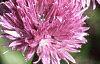 Allium schoenoprasum, flowers