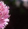 Allium schoenoprasum, flowers