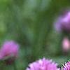 Allium schoenoprasum, flowers