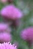 Allium schoenoprasum, flowers