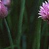 Allium schoenoprasum, flowers