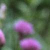 Allium schoenoprasum, flowers