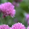Allium schoenoprasum, flowers