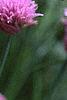 Allium schoenoprasum, flowers