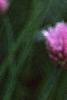 Allium schoenoprasum, flowers