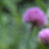 Allium schoenoprasum, flowers