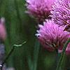 Allium schoenoprasum, flowers