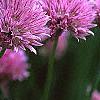 Allium schoenoprasum, flowers