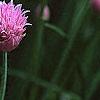 Allium schoenoprasum, flowers