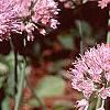 Allium senescens subsp. glaucum, habit