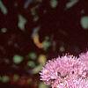 Allium senescens subsp. glaucum, habit
