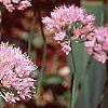 Allium senescens subsp. glaucum, habit