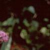 Allium senescens subsp. glaucum, habit