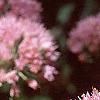 Allium senescens subsp. glaucum, flowers