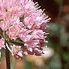 Allium senescens subsp. glaucum, flowers