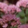 Allium senescens subsp. glaucum, flowers
