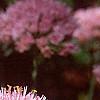 Allium senescens subsp. glaucum, flowers
