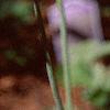 Allium senescens subsp. glaucum, flowers
