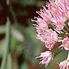 Allium senescens subsp. glaucum, flowers