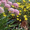 Allium tanguticum 'Summer Beauty', habit