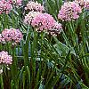 Allium tanguticum 'Summer Beauty', habit
