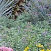Allium tanguticum 'Summer Beauty', habit