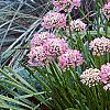 Allium tanguticum 'Summer Beauty', habit