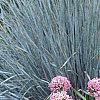 Allium tanguticum 'Summer Beauty', habit