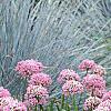 Allium tanguticum 'Summer Beauty', habit
