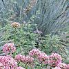 Allium tanguticum 'Summer Beauty', habit