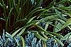 Allium tanguticum 'Summer Beauty', habit