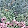 Allium tanguticum 'Summer Beauty', habit