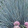 Allium tanguticum 'Summer Beauty', habit