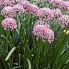 Allium tanguticum 'Summer Beauty', habit