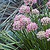 Allium tanguticum 'Summer Beauty', habit