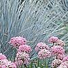 Allium tanguticum 'Summer Beauty', habit