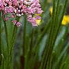 Allium tanguticum 'Summer Beauty', flowers