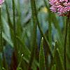 Allium tanguticum 'Summer Beauty', flowers