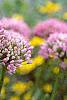 Allium tanguticum 'Summer Beauty', flowers