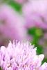 Allium tanguticum 'Summer Beauty', flowers