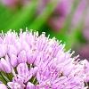 Allium tanguticum 'Summer Beauty', flowers