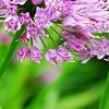 Allium tanguticum 'Summer Beauty', flowers