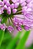 Allium tanguticum 'Summer Beauty', flowers