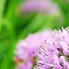 Allium tanguticum 'Summer Beauty', flowers