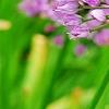 Allium tanguticum 'Summer Beauty', flowers