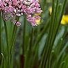 Allium tanguticum 'Summer Beauty', flowers