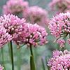 Allium tanguticum 'Summer Beauty', flowers