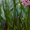Allium tanguticum 'Summer Beauty', flowers