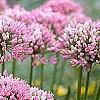 Allium tanguticum 'Summer Beauty', flowers
