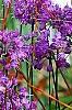 Allium thunbergii 'Ozawa', habit